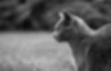 Kucing Peliharaan Kerap Garuk Telinga dan Geleng-Geleng? Hati-hati Kondisi Ini Bisa Mengancam Kesehatannya