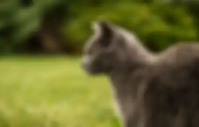 Kucing Peliharaan Kerap Garuk Telinga dan Geleng-Geleng? Hati-hati Kondisi Ini Bisa Mengancam Kesehatannya