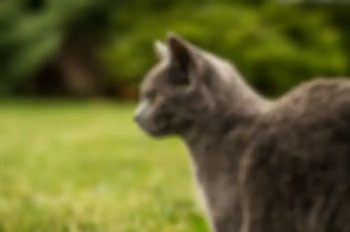 Kucing 