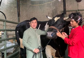 Idul Adha 2024, Irfan Hakim Siap Kurbankan 4 Sapi dengan Berat Lebih dari 1 Ton