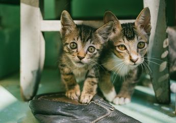Arti Mimpi tentang Anak Kucing Menunjukkan Kemandirian dan Kekuatan dalam Hidup Seseorang, Begini Penjelasannya