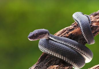 Arti Mimpi Melihat Ular Kobra Pertanda Bakal Datang Sosok Penggoda, Waspada Pada Kehidupan Rumah Tangga!