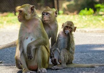 Buat Geger, Sekelompok Monyet di India Curi Sampel Darah Pasien Covid-19
