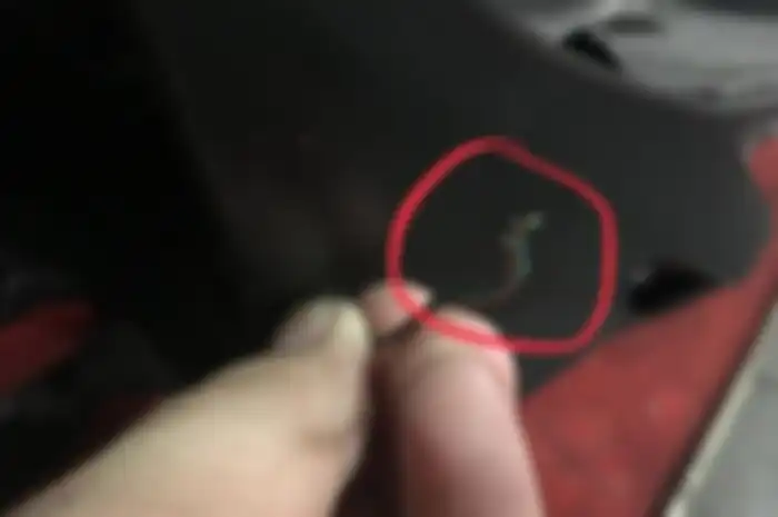 Ilustrasi. Cara usir tikus gigit kabel bodi motor ternyata pakai minyak kayu putih. Kok bisa?
