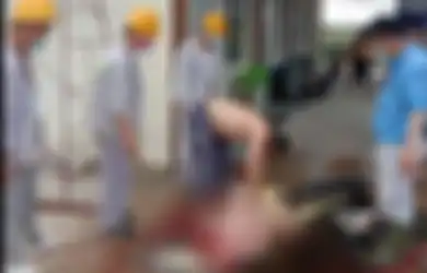 Mengerikan! Begini Kronologi Lima TKA di Sulawesi Tenggara Santap Habis Buaya 3 Meter