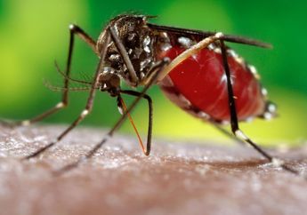 Kasus DBD Meningkat, Kemenkes Keluarkan 2 SE Antisipasi DBD, Kenali Gejala Awal Demam Berdarah Sebelum Telat!