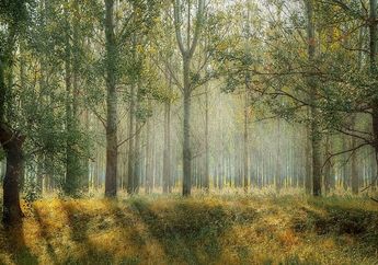 Apa Manfaat Tumbuhan di Sekitar Kita? Salah Satunya untuk Sumber Oksigen, Kunci Jawaban Kelas 4 SD Tema 3