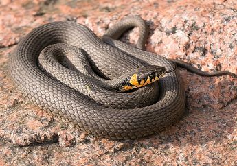 7 Arti Mimpi Digigit Ular Hitam, Awas Ada Bahaya Mendekat, Simbol Ancaman dan Ketakutan