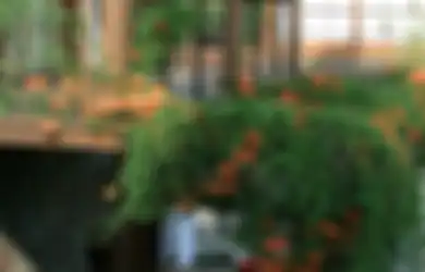 Cantik Sebagai Peneduh Pergola, Ini Dia Jenis Tanaman Rambat yang Cocok Buat Hiasi Rumahmu!