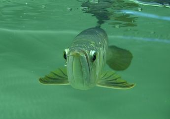 Tidak Sengaja Membuka Mulut Ikan Arwana yang Baru Dibeli, Pria ini Syok Menemukan Hal yang Bisa Membuatnya Kaya Mendadak