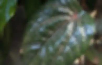 Rugi Cuma Dijadikan Tanaman Hias, Siapa yang Menyangka Kalau Daun Sirih Merah Ternyata Bisa Jadi Obat Kanker Payudara loh