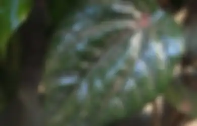 Pantas Saja Naik Daun, Tanaman Obat Ini Ternyata Bisa Sembuhkan Sejumlah Penyakit, Mulai dari Batuk hingga Diabetes