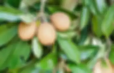 Tak Banyak yang Tahu, Sederet Penyakit Ini Dijamin Lenyap dari Tubuh Hanya dengan Bermodal Buah Manis yang Menyegarkan Ini