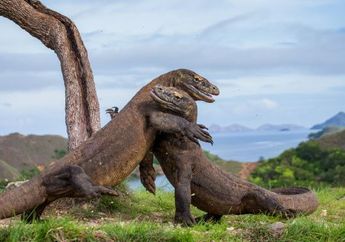 Waspada! Ternyata Ini 6 Arti Mimpi Melihat Komodo, Jangan Sampai Kamu Rugi Besar Gegara Hal Ini